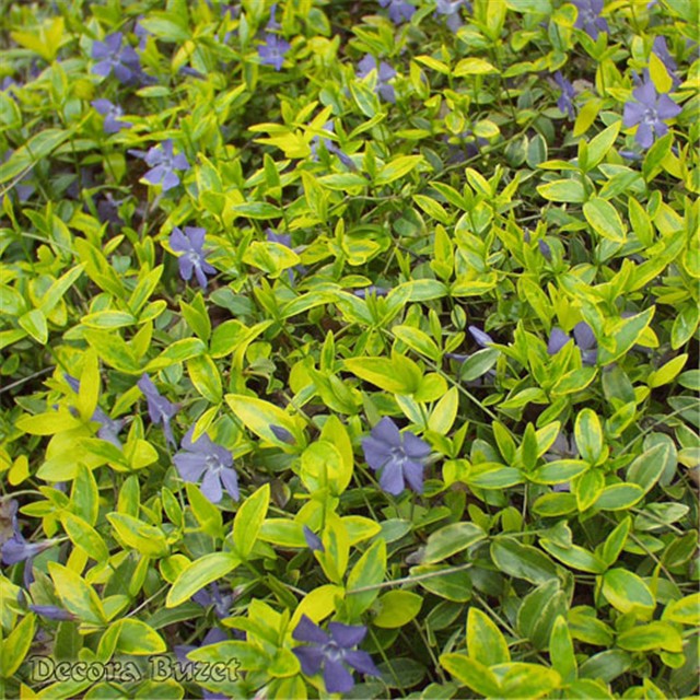 vinca minor aureo